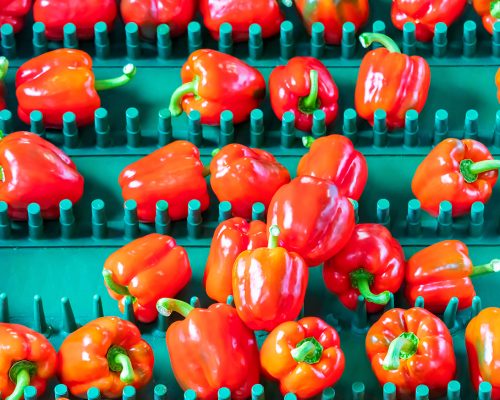 Sorting of red bell peppers on a conveyor belt during harvest